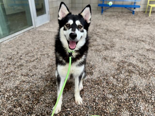 adoptable Dog in Mesa, AZ named SNOWCAP