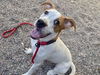 adoptable Dog in , AZ named TONY