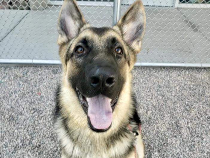 adoptable Dog in Mesa, AZ named KLAY