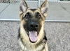 adoptable Dog in , AZ named KLAY
