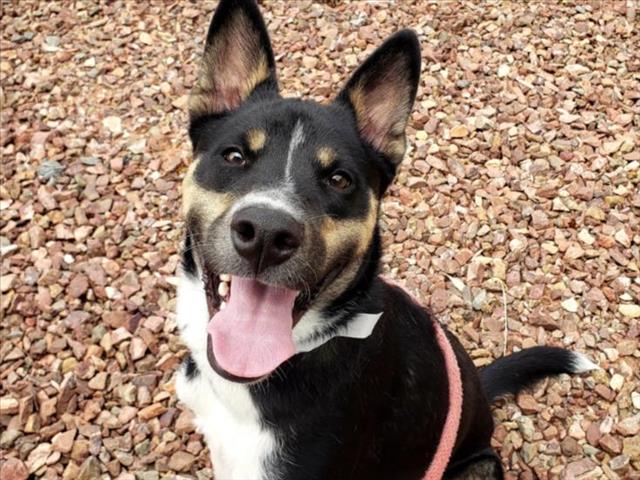 adoptable Dog in Mesa, AZ named JOHNSON