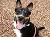 adoptable Dog in , AZ named JOHNSON