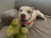 adoptable Dog in , AZ named NIKO