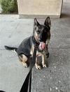 adoptable Dog in , AZ named PETUNIA