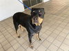 adoptable Dog in  named JOSIE