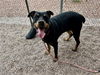 adoptable Dog in mesa, AZ named JOSIE