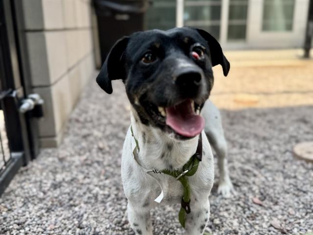 adoptable Dog in Mesa, AZ named TRAVIS