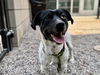 adoptable Dog in , AZ named TRAVIS