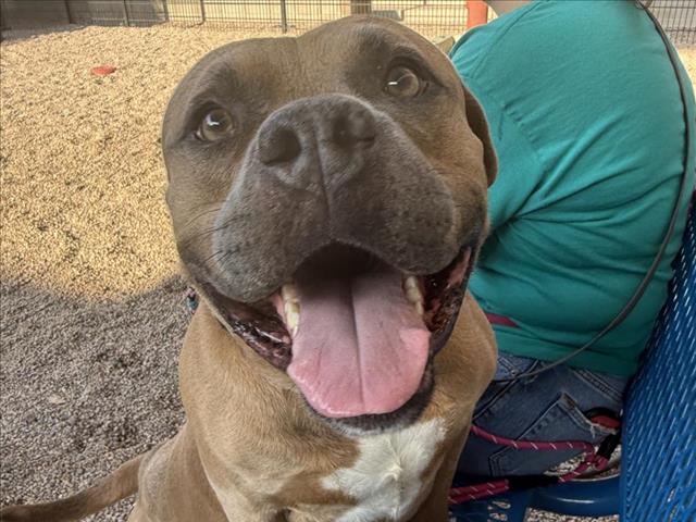 adoptable Dog in Mesa, AZ named REGINALD