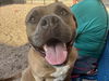 adoptable Dog in , AZ named REGINALD
