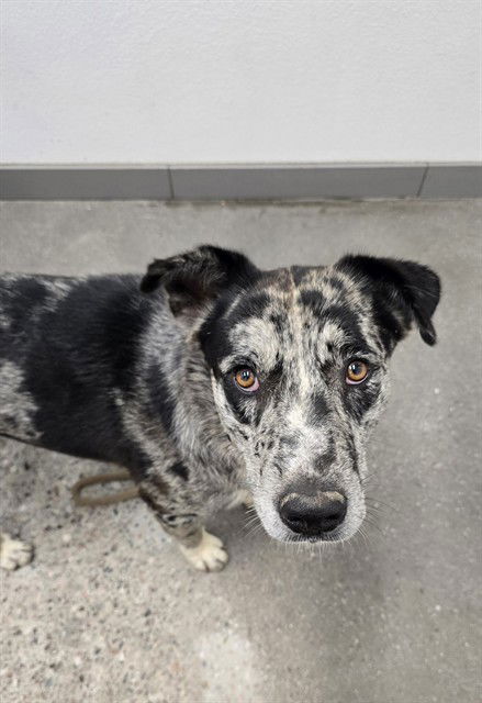 adoptable Dog in Mesa, AZ named BOYSENBERRY