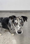 adoptable Dog in , AZ named BOYSENBERRY