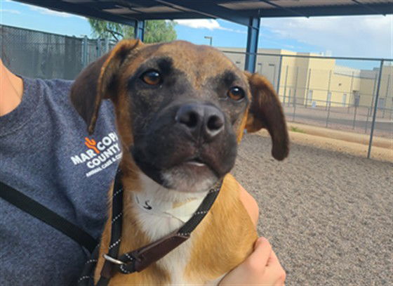 adoptable Dog in Mesa, AZ named BENTLEY
