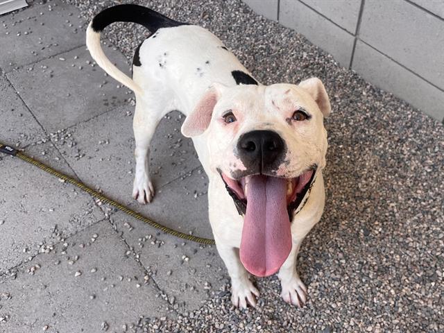 adoptable Dog in Mesa, AZ named DOMINO