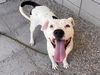 adoptable Dog in , AZ named DOMINO