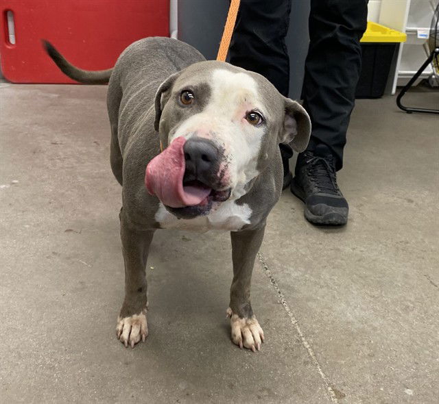 adoptable Dog in Mesa, AZ named STORMIE