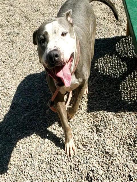 adoptable Dog in Mesa, AZ named STORMIE
