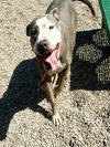 adoptable Dog in  named STORMIE