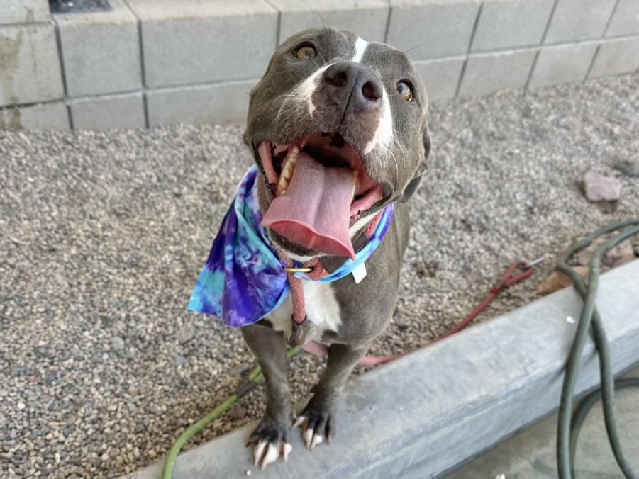 adoptable Dog in Mesa, AZ named RAINDROP