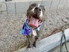 adoptable Dog in , AZ named RAINDROP