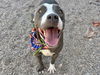 adoptable Dog in , AZ named HABOOB