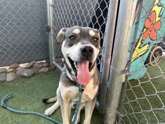 adoptable Dog in Mesa, AZ named ODEA