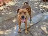 adoptable Dog in , AZ named BUBBA