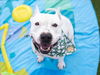 adoptable Dog in  named GLITTER
