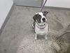 adoptable Dog in  named BRYAN