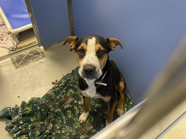 adoptable Dog in Mesa, AZ named JAXSON