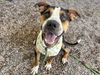 adoptable Dog in mesa, AZ named JAXSON