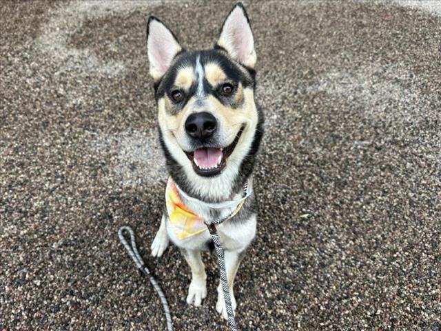 adoptable Dog in Mesa, AZ named TEEKO