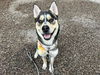 adoptable Dog in  named TEEKO