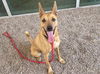 adoptable Dog in  named COOKIE