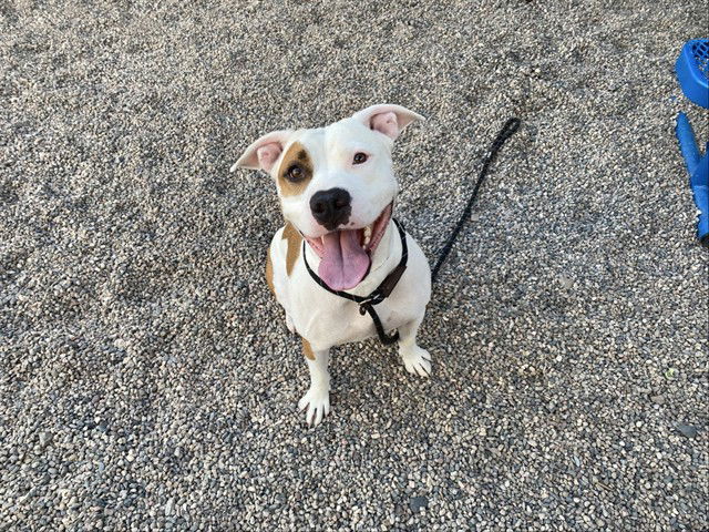 adoptable Dog in Mesa, AZ named COCO