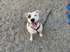adoptable Dog in  named COCO