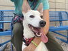 adoptable Dog in  named TRIXIE