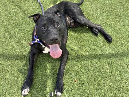 adoptable Dog in Mesa, AZ named ZEUS