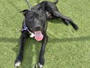 adoptable Dog in  named ZEUS