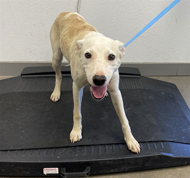 adoptable Dog in Mesa, AZ named ROBYN