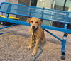 adoptable Dog in  named HOWIE