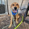 adoptable Dog in mesa, AZ named HOWIE