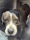 adoptable Dog in  named HEATHER