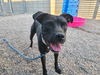 adoptable Dog in  named MACY