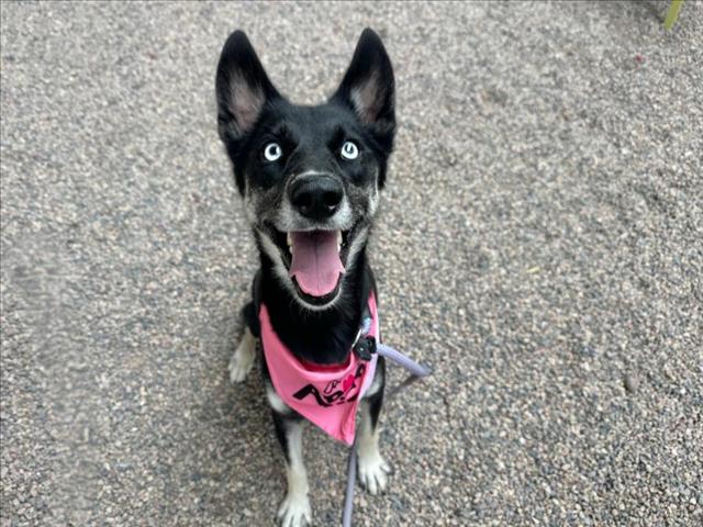 adoptable Dog in Mesa, AZ named SASSAFRAS