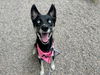 adoptable Dog in  named SASSAFRAS