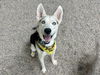 adoptable Dog in  named KODY