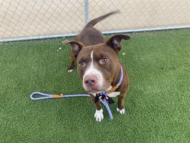 adoptable Dog in Mesa, AZ named PRINCE