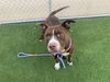 adoptable Dog in  named PRINCE
