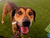 adoptable Dog in  named OWEN